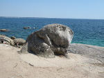 Elefant am Strand